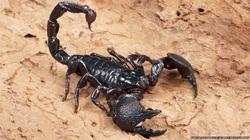 Facts - Emperor Scorpion Facts
